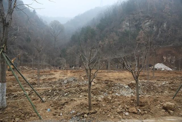 植树绿化正当时--老君山开启植树造林活动