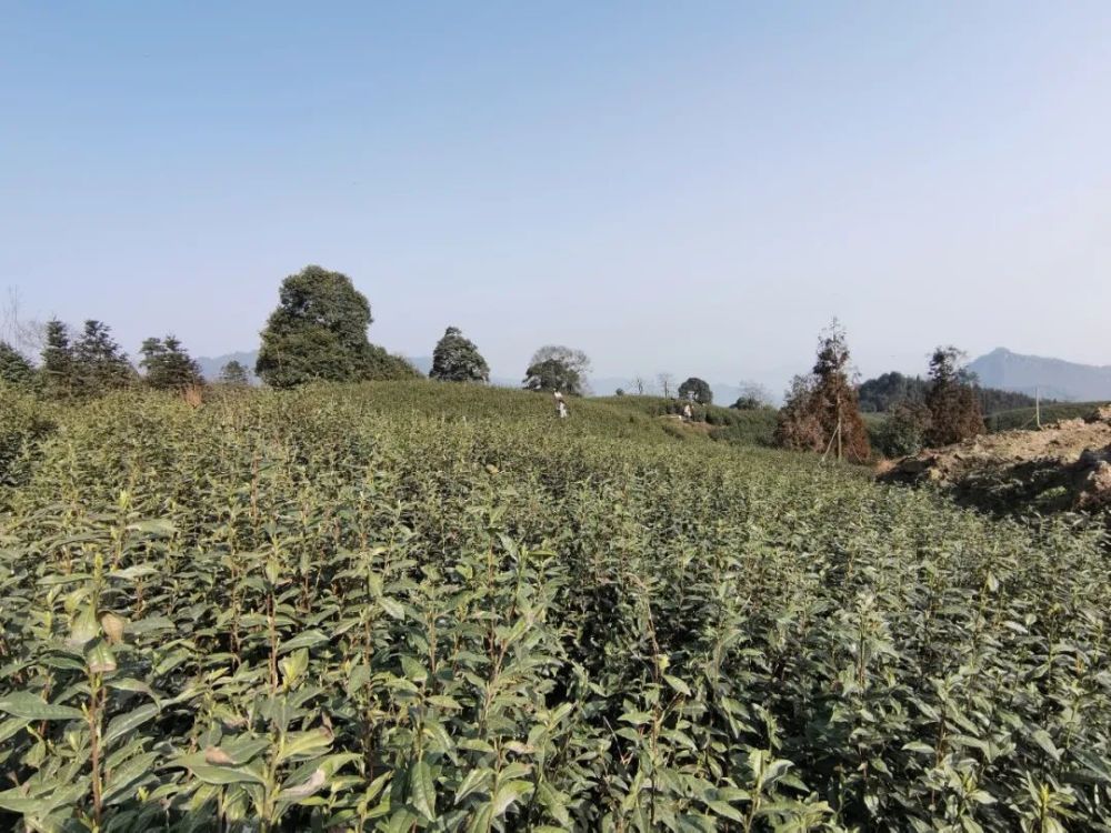 连日来,天气回暖,叙州区天宫山的茶园披上了新绿,茶叶抽出开春后的第