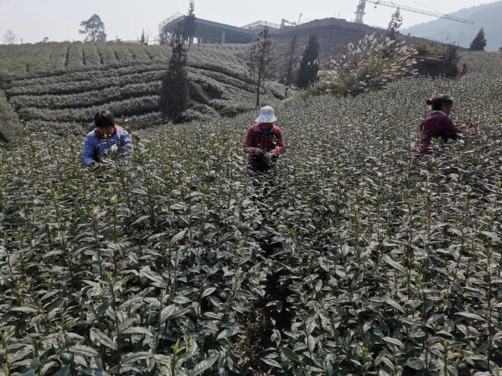 叙州区农业农村局茶叶站站长程刚说"天宫山是叙州区茶叶品质最好的一