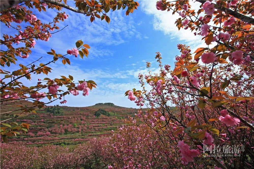 奉化萧王庙林家村,奉化新建村,宁海胡陈东山村,慈溪掌起古窑浦 樱花"