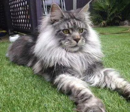 古老的大型猫种缅因猫:外表霸气内心温柔,智商堪称"猫