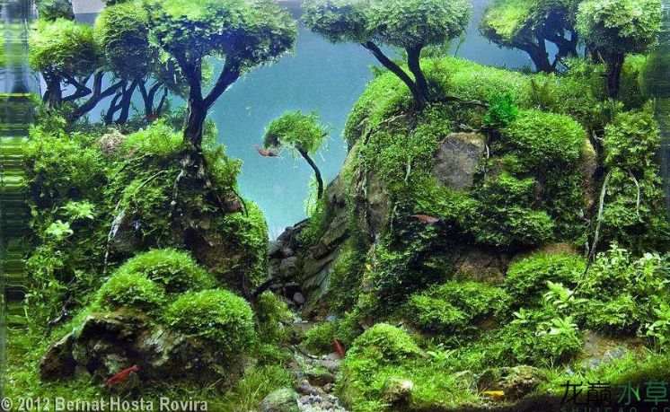 西班牙水草造景作品精选