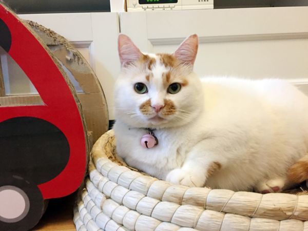 超可爱的胖猫,生存为何如此艰难?