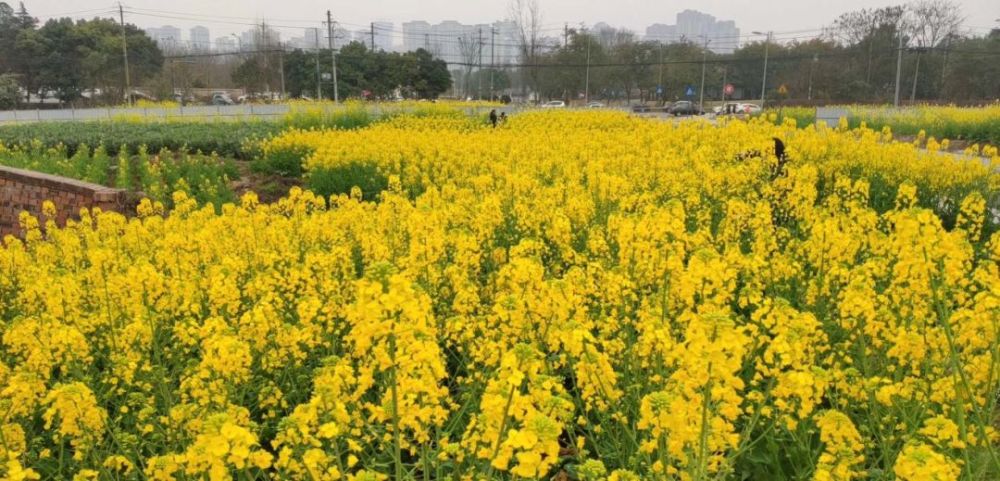 全成都最美油菜花都在这儿!