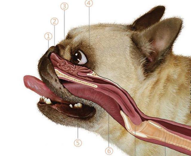 短头犬呼吸道结构图