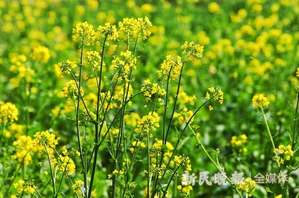 图为金灿灿的油菜花