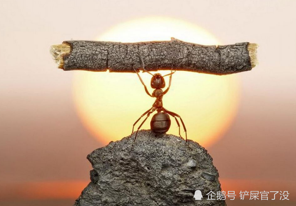 蚂蚁能承受多大的压力,为什么能够举起比自己重几百倍