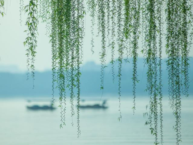 柳树  