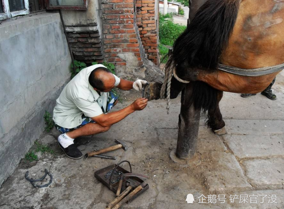 人为什么要给马钉马掌,铁钉钉在马的脚上,它难道不会疼吗?