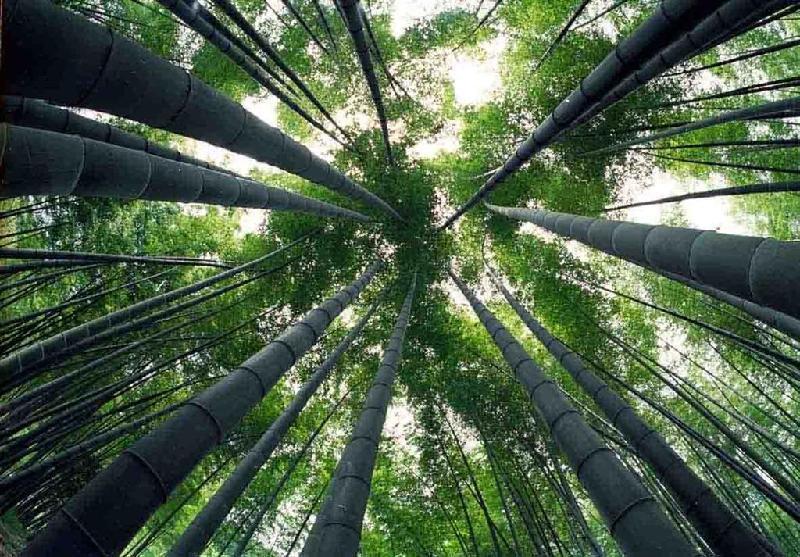 姑苏春雨,竹林喝茶,掬翠轩浮生半日