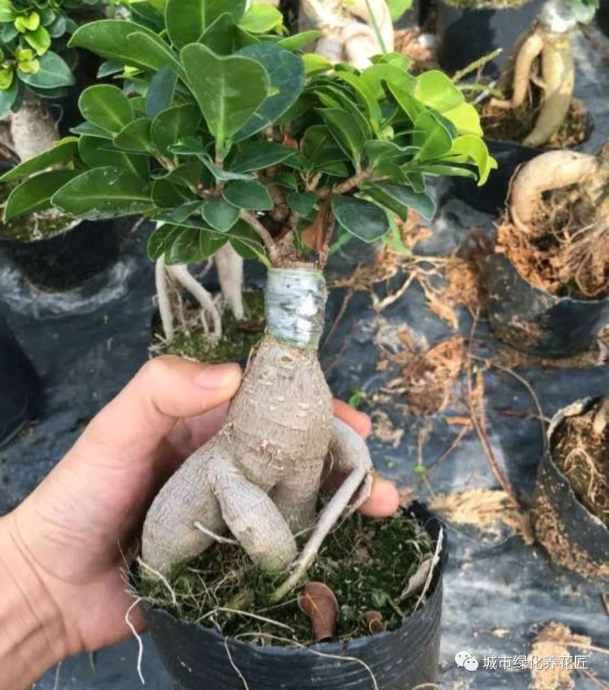 小叶榕树根系增粗4技巧,搞清楚原理了你也能做榕树提根盆景