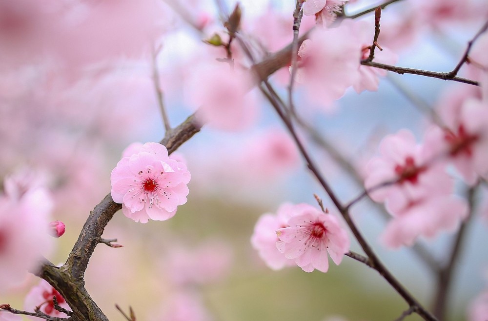 唐代诗人写下一首千古绝诗,古木又逢春,道尽春天的意境和力量