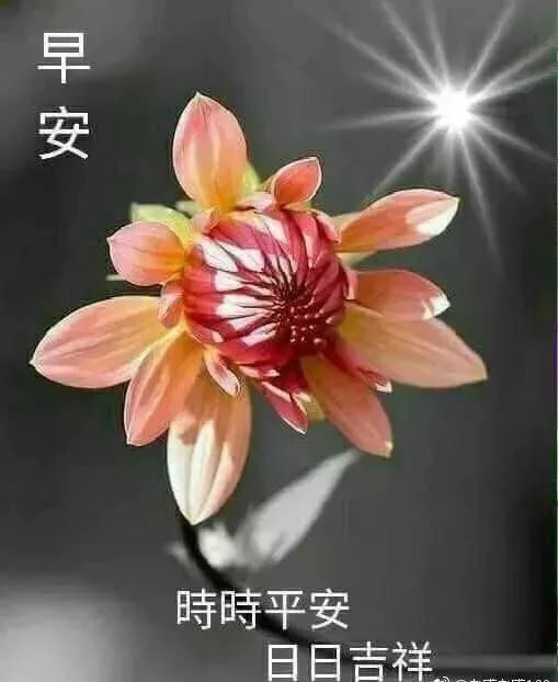 周五特别漂亮的早上问候大家的动画表情虎年暖心早安心语动态早安图片