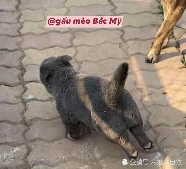 越南出现一只像猫的土狗,表情多得像二哈,嘚瑟样子反而迷倒众人