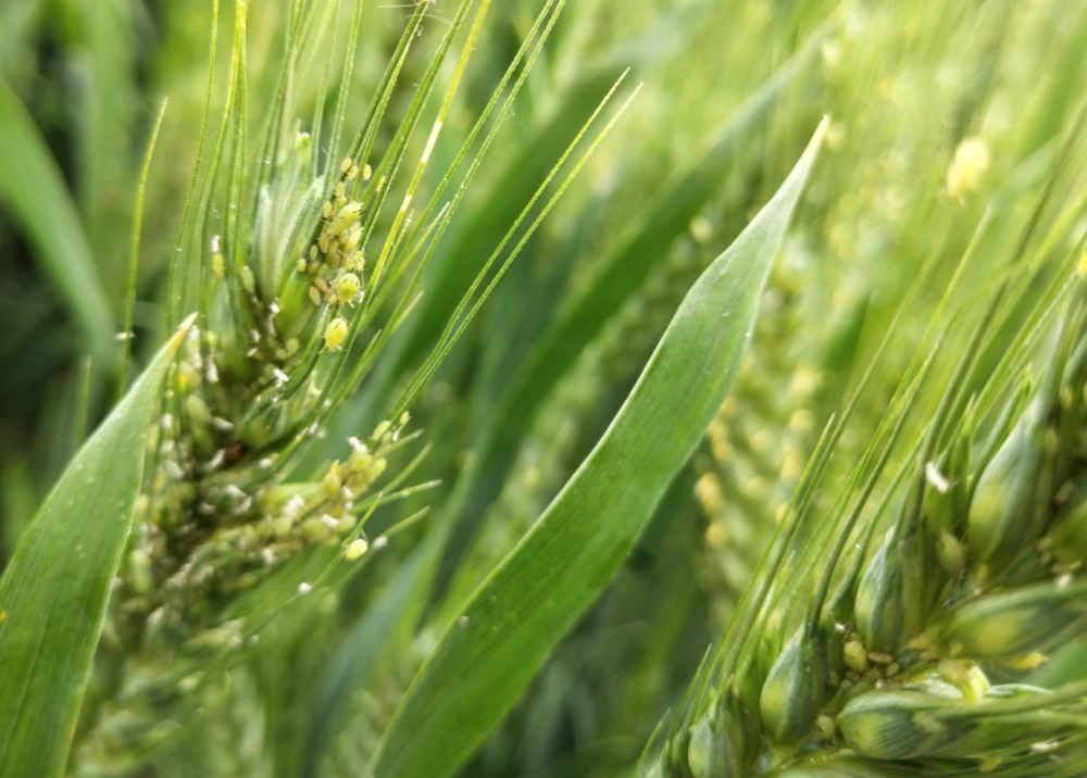 如何防治小麦黄萎病?