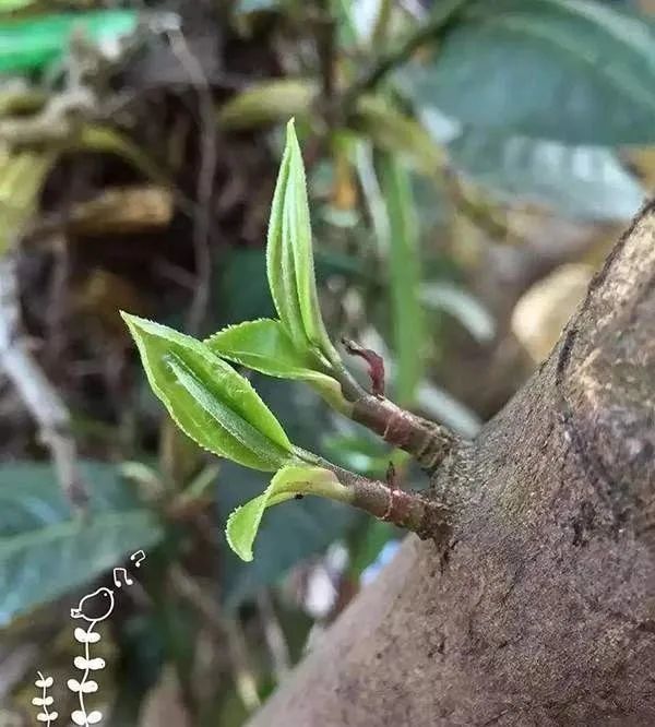 所以我的观点就是,强烈反对茶叶中出现马蹄脚,因而我们必须规范茶农