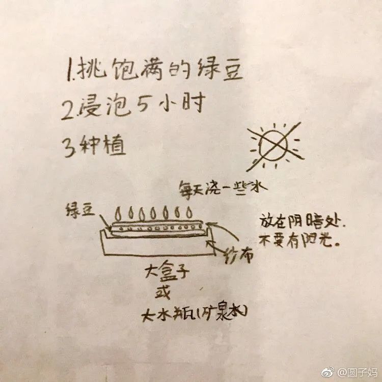 一位种豆芽高手(小朋友)手绘的种豆芽装置图,画的很详细,按 纱布,绿豆