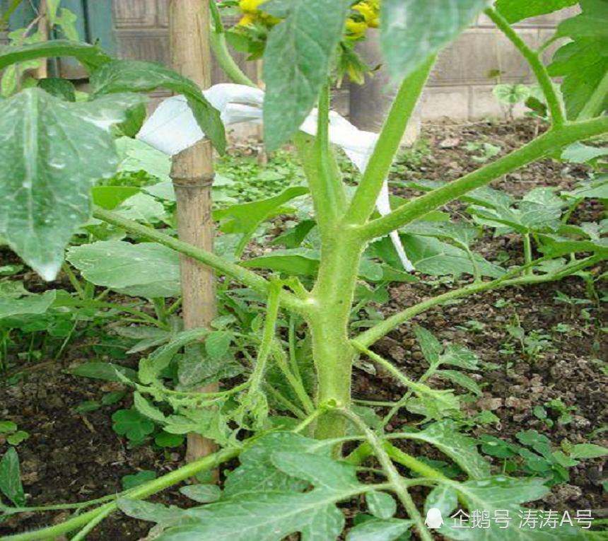 种植西红柿,剪枝用上这几个办法,让西红柿长得好看吃着好吃