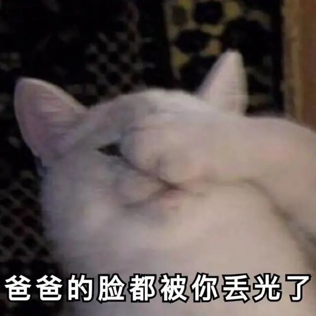 猫咪表情包:老子可爱吗?