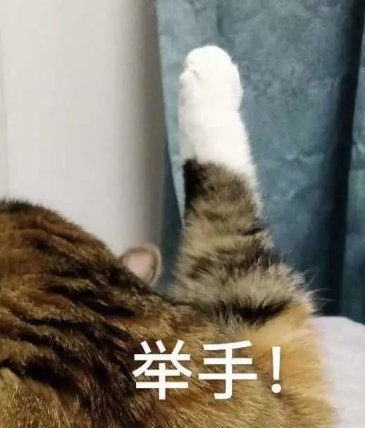 猫咪表情包:老子可爱吗?