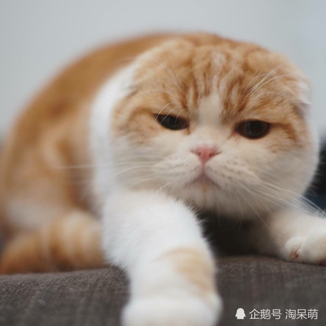 最后一页 这样可爱的折耳猫一天我能撸秃十只 (来自:淘呆萌)