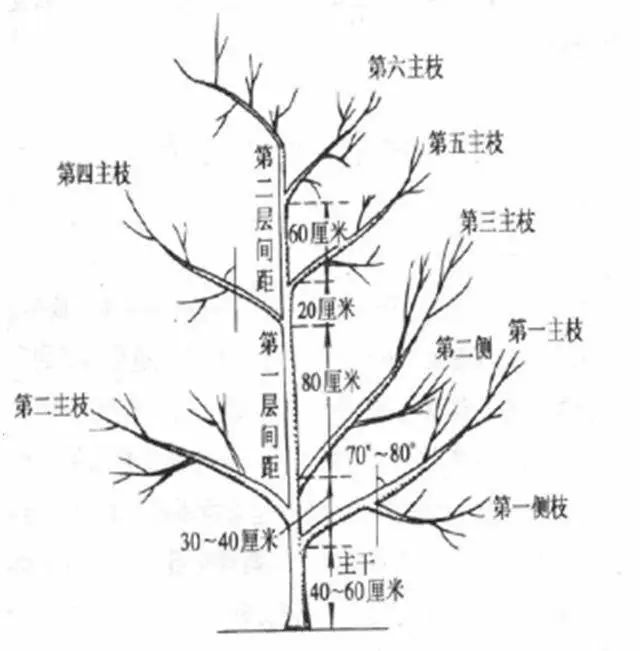 枣树的树形定干主侧枝及结果枝组的培养