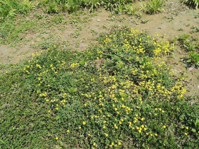 老农说野外有一种野草叫"天青地白",用途可不小,是啥呢