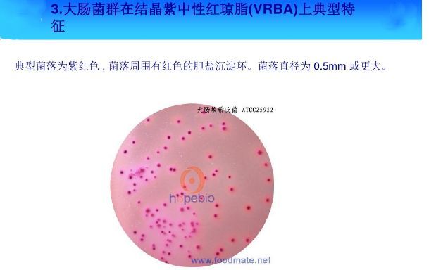 常见微生物菌落形态特征