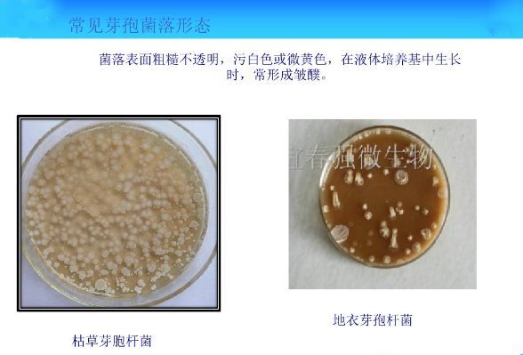 常见微生物菌落形态特征