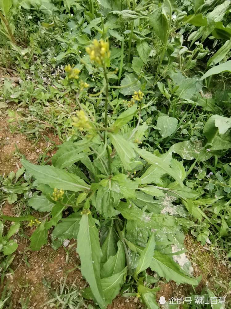 潮汕常见中草药之绿豆草,又名塘葛菜,假油树,假菜仔,常用于清肺热