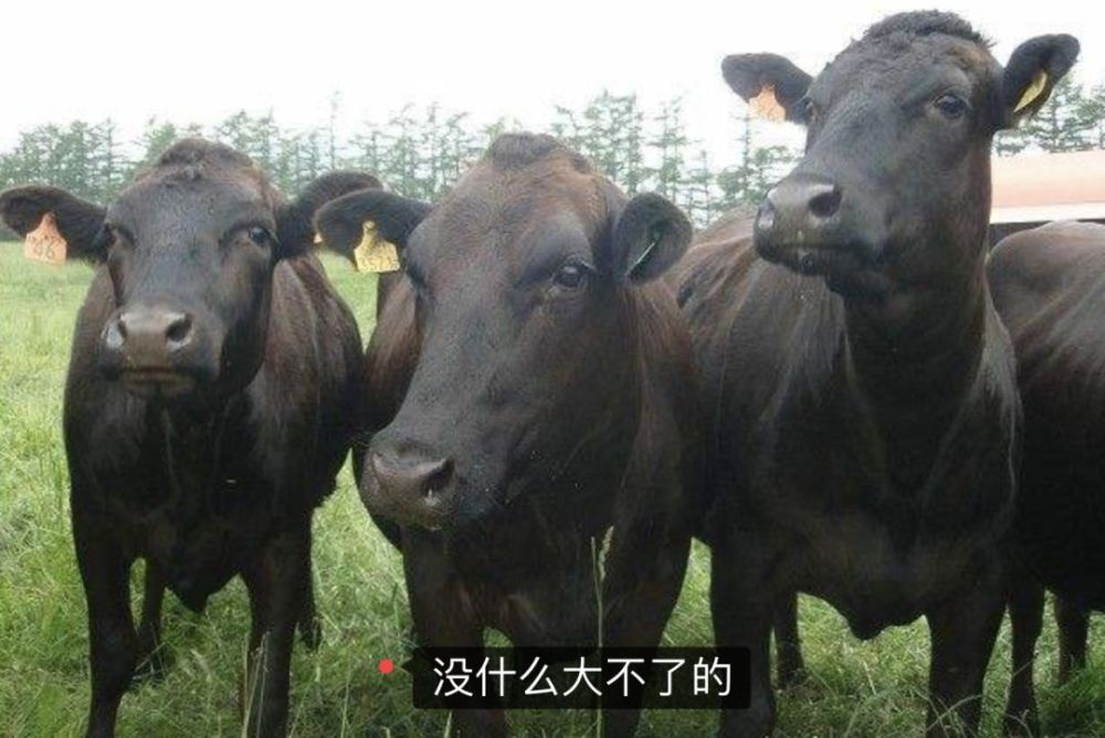 迷之自信的意大利人公然挑衅新冠病毒