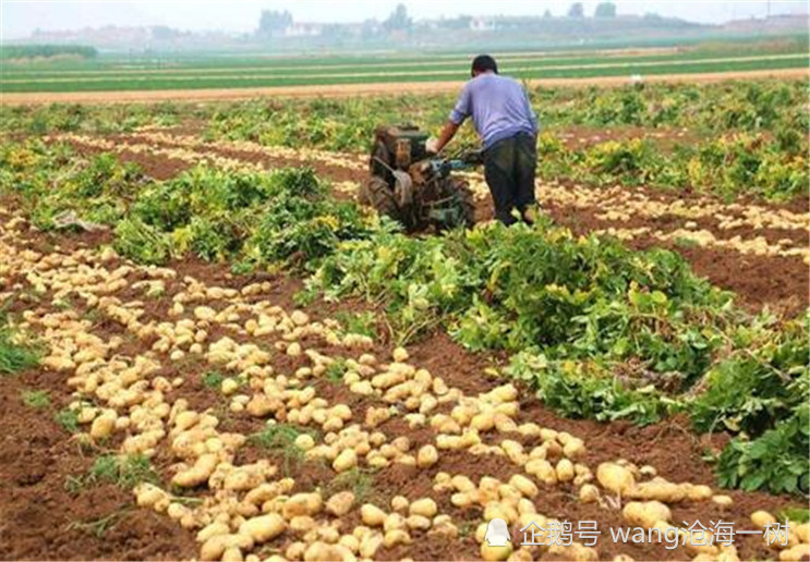 惊蛰前后种土豆,春风吹得万物复苏,农民田里播种忙