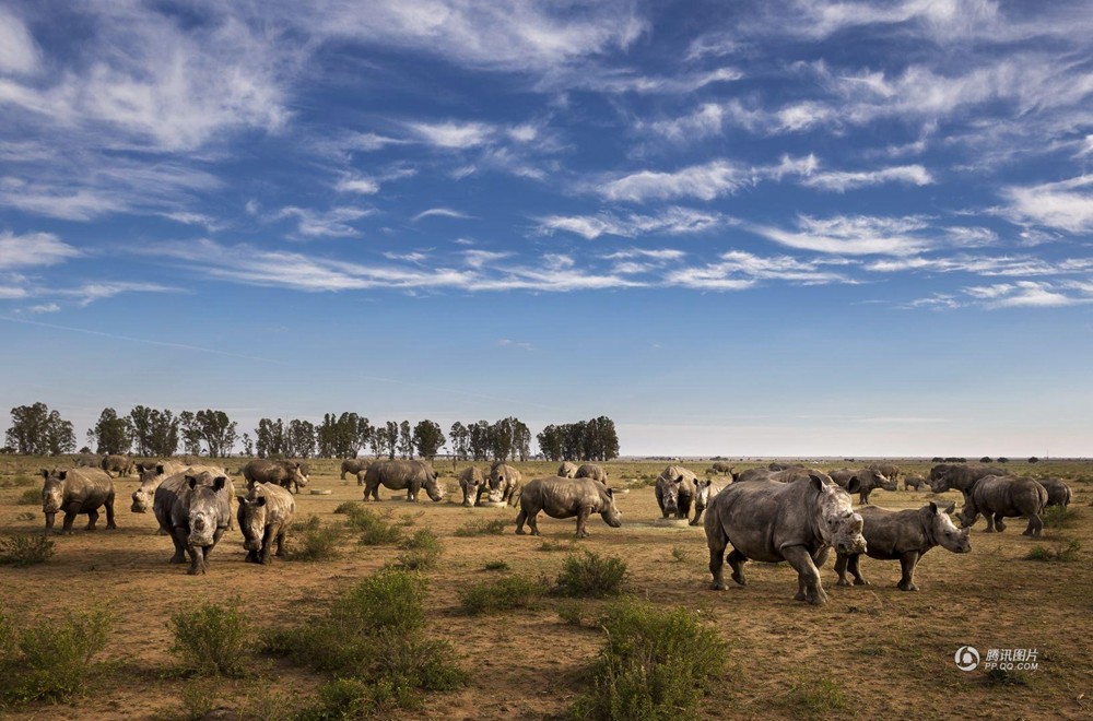 2016年5月24日,一群犀牛在世界最大的犀牛饲养者的牧场中.