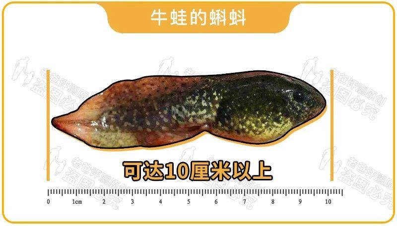 牛蛙登上热搜后,美食爱好者们都慌了…全面禁野,还能吃吗?