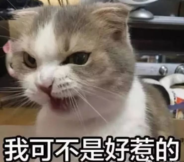 3,猫咪会躲在角落里暗中观察新来的猫
