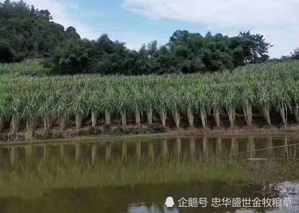 忠华盛世金牧粮草治理河道