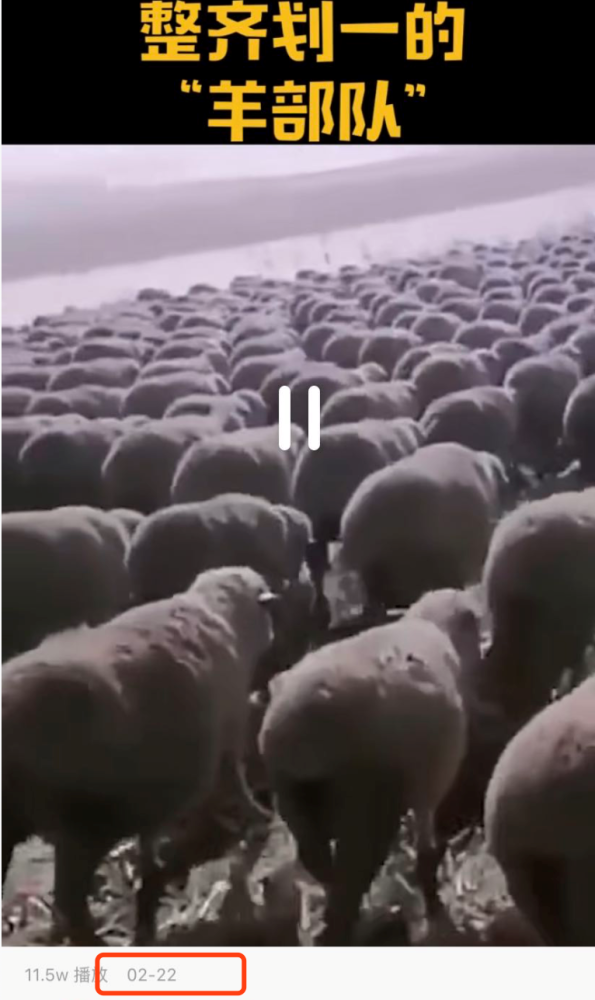 较真|蒙古国捐赠中国的三万只羊正在二连浩特入境？假的