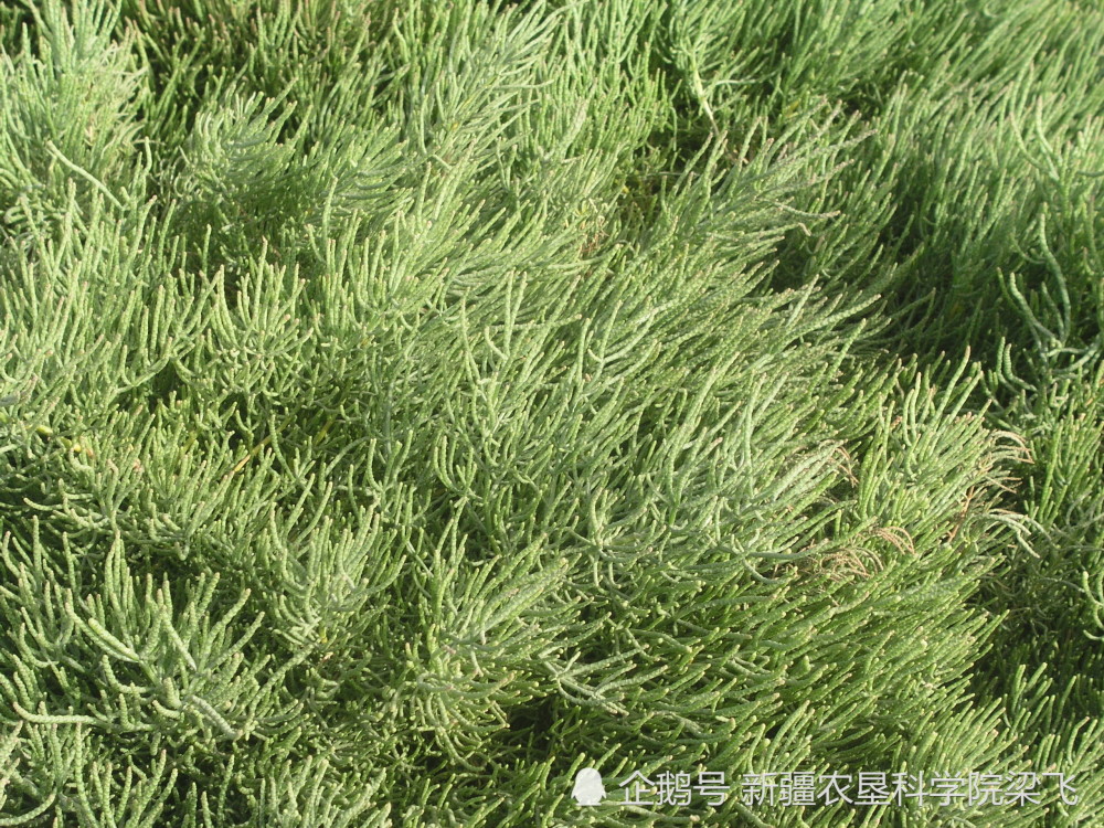 吃盐植物——盐角草,盐碱地的生命勇士