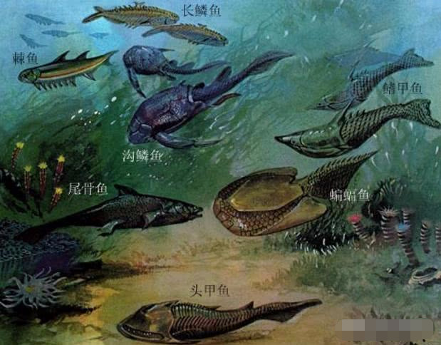 (古生代的部分海洋生物)