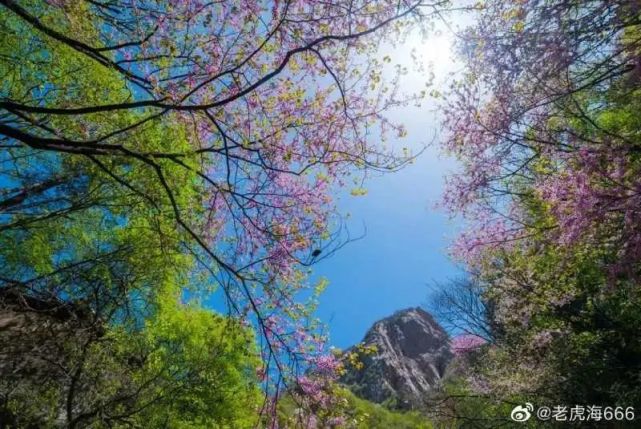 龙峪湾景区门票10元义售！义售款将全部支援武汉！
