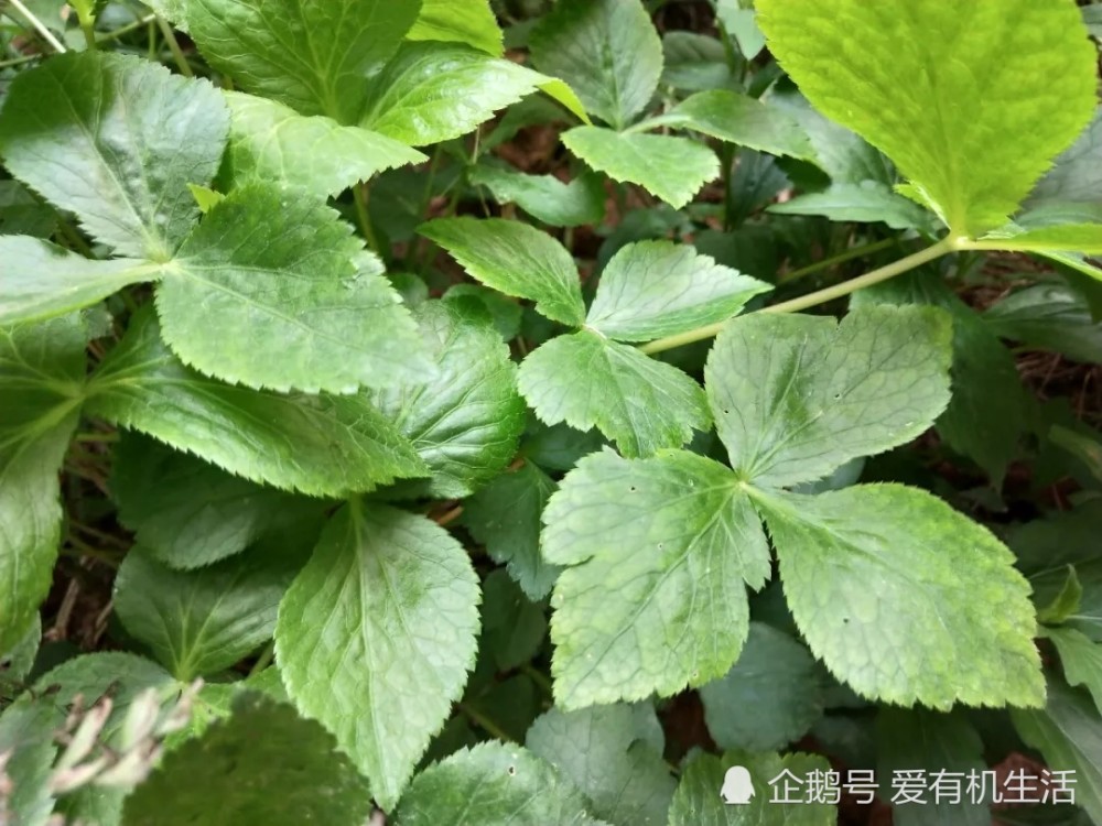 清明前后有一种野菜,形状像鸭掌,人称"鸭脚板",有芹菜