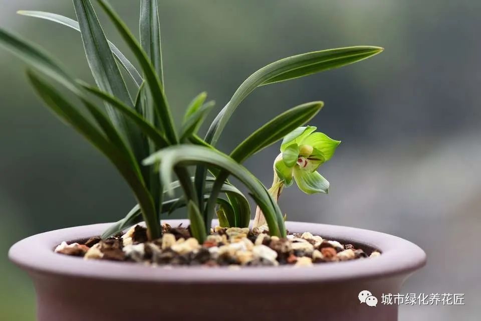 牙签大小的组培兰花绿云几年能开花?猴年马月吧,脱毒复壮你会哭