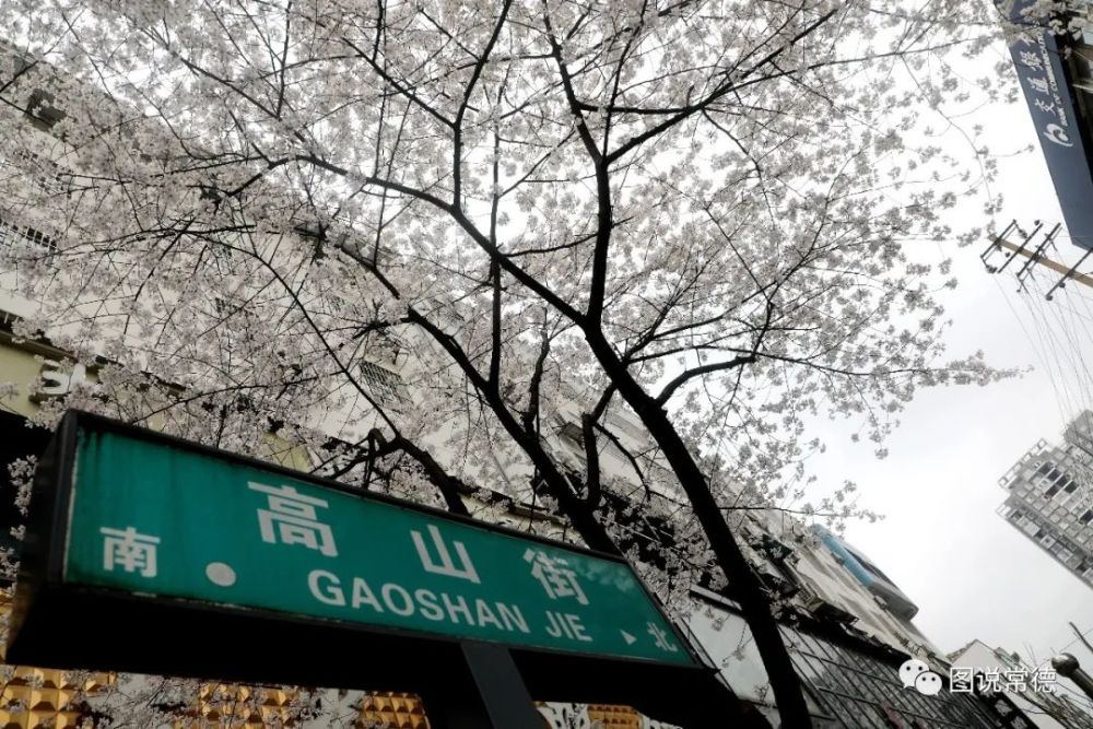 2020春天的色彩—常德高山街的樱花开了