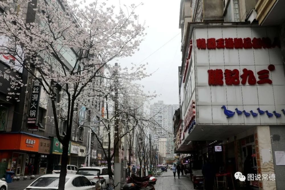 2020春天的色彩—常德高山街的樱花开了