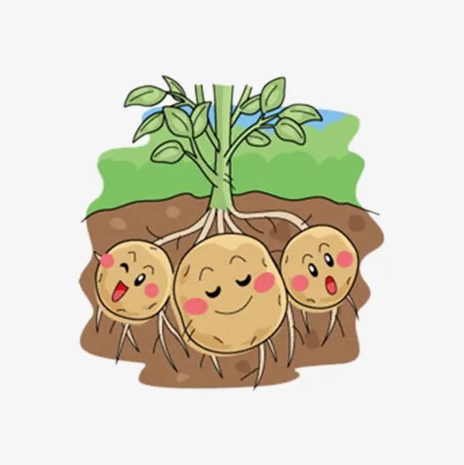 (图片来自于网络,侵删 小小的土豆埋在地下,不久便会发芽 然后开花