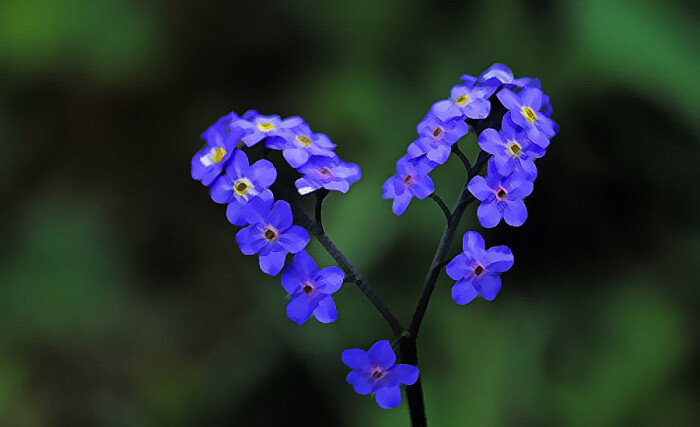 勿忘我花中情种