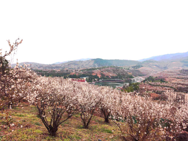 汉中西乡樱桃沟樱花盛开,十里一片雪白,简直不要
