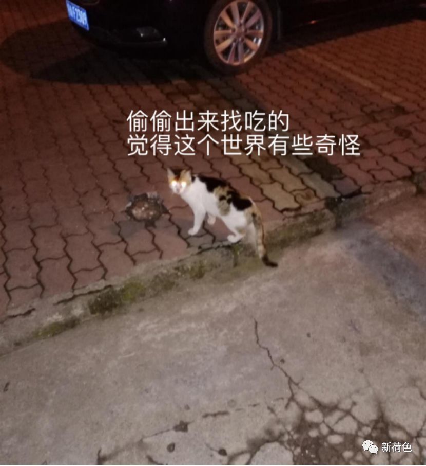 武汉封城杳无人烟,网友却哭着说:一大群生物正静悄悄来到大街上