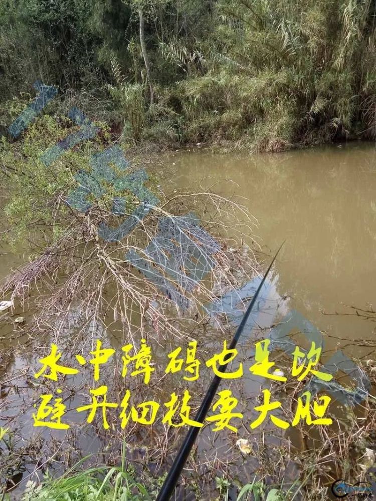 岸坎高出水面大致一人高就可以做为钓位,水深视浑浊程度,由不见底到