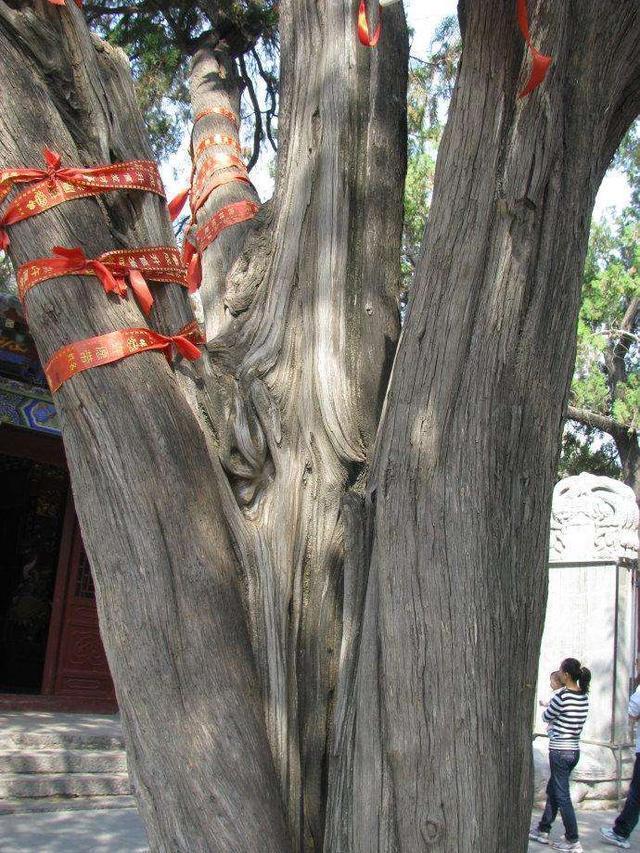比干|比干庙|河南|林姓